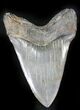 Lower Megalodon Tooth - Morgan River #24388-2
